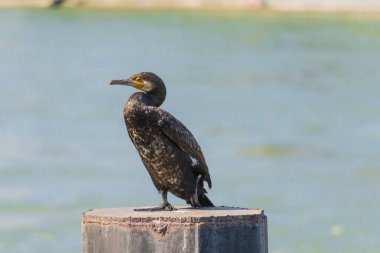 Karabatak bir su kütlesinin yanında bir direğin üzerinde duruyor. Kuş siyah beyaz.