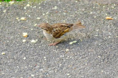 A small bird is eating food on the ground. The bird is brown and white clipart