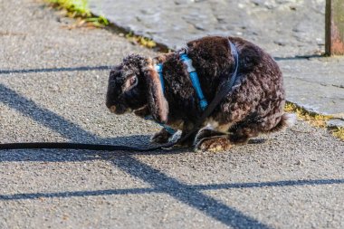 Mavi bir koşum takımı takan bir tavşan kaldırımda oturuyor. Tavşan tasma takıyor ve bir şeye bakıyor.