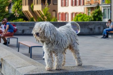 Uzun saçlı beyaz bir köpek bir çıkıntının üzerinde duruyor. Köpek uzaktan bir şeye bakıyor gibi görünüyor.
