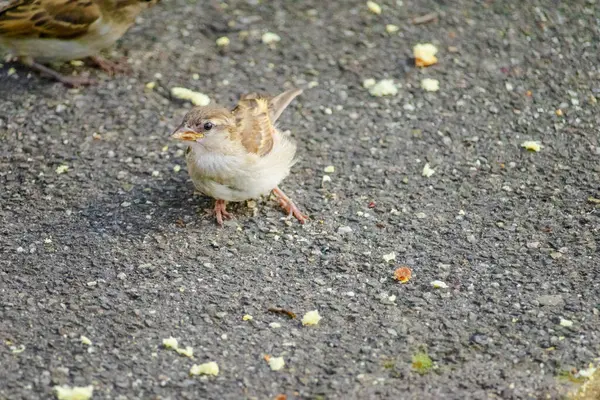 stock image A small bird is eating food on the ground. The bird is brown and white