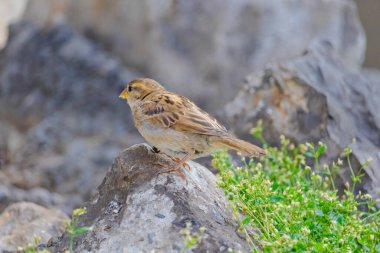 A small bird is eating food on the ground. The bird is brown and white clipart