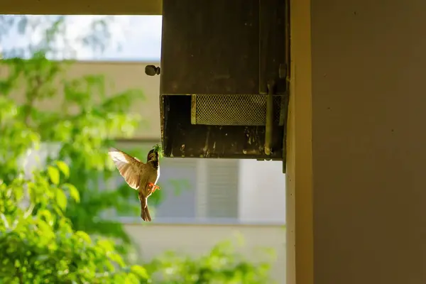 stock image A bird is flying in the air near a bird feeder. The bird is green and brown in color