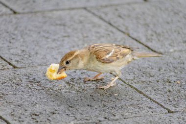 A small bird is eating a piece of orange bread. The bird is on a concrete surface clipart