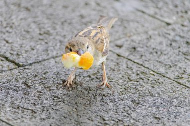 A small bird is eating a piece of orange bread. The bird is on a concrete surface clipart