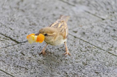 A small bird is eating a piece of orange bread. The bird is on a concrete surface clipart