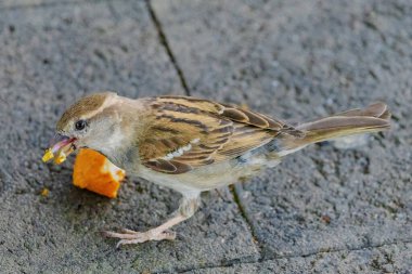 Küçük bir kuş bir parça portakallı ekmek yiyor. Kuş beton bir yüzeyde.