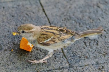 Küçük bir kuş bir parça portakallı ekmek yiyor. Kuş beton bir yüzeyde.