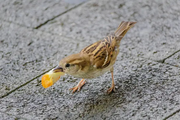 stock image A small bird is eating a piece of orange bread. The bird is on a concrete surface