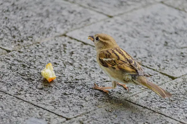 stock image A small bird is eating a piece of orange bread. The bird is on a concrete surface