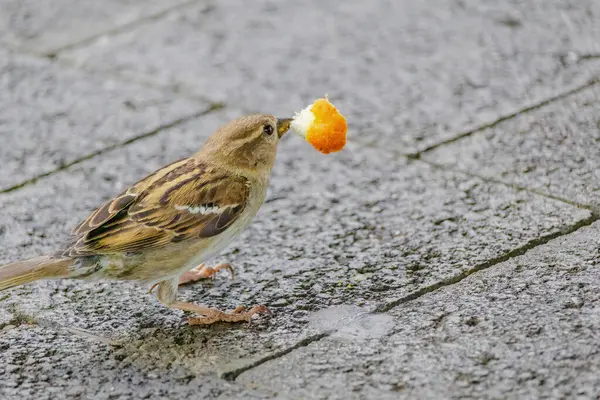 stock image A small bird is eating a piece of orange bread. The bird is on a concrete surface