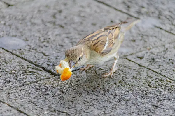 stock image A small bird is eating a piece of orange bread. The bird is on a concrete surface