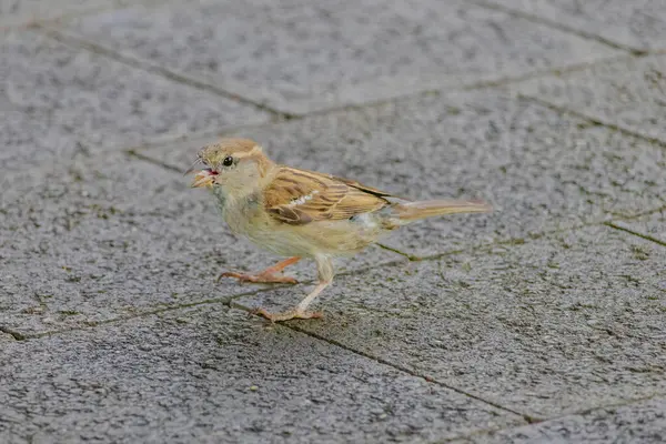 stock image A small bird is eating a piece of orange bread. The bird is on a concrete surface