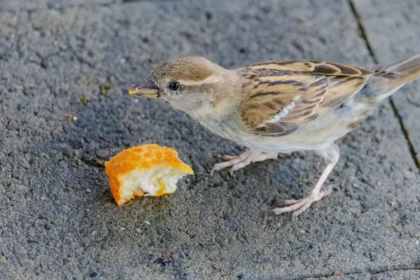 stock image A small bird is eating a piece of orange bread. The bird is on a concrete surface