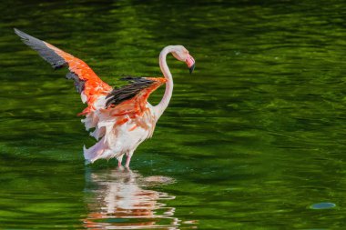 Bir flamingo, kanatları açık bir şekilde bir su kütlesinin içinde duruyor. Özgürlük ve zarafet kavramı, kuşun suda eğleniyor gibi görünmesi gibi.