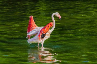 Bir flamingo, kanatları açık bir şekilde bir su kütlesinin içinde duruyor. Özgürlük ve zarafet kavramı, kuşun suda eğleniyor gibi görünmesi gibi.
