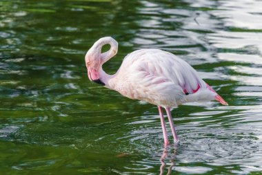 Bir flamingo küçük bir gölette suyun içinde duruyor.