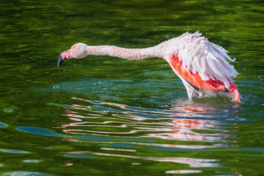 Bir flamingo küçük bir gölette suyun içinde duruyor.