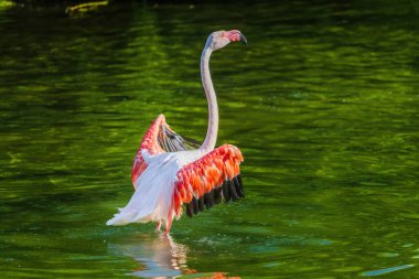 Bir flamingo, kanatları açık bir şekilde bir su kütlesinin içinde duruyor. Özgürlük ve zarafet kavramı, kuşun suda eğleniyor gibi görünmesi gibi.