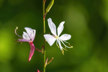 Pembe saplı beyaz bir çiçek.