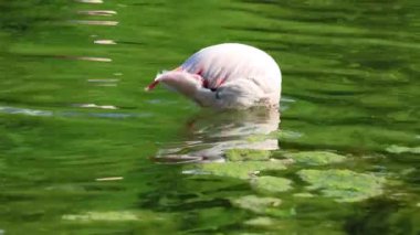 Bir flamingo küçük bir gölette suyun içinde duruyor.