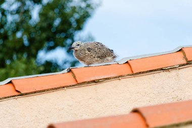 Yavru martılar kırmızı bir çatıya tünemiş. Kuşlar küçük ve tüylü ve çatıda geçirdikleri zamandan zevk alıyor gibi görünüyorlar. Huzurlu ve huzurlu bir sahne.