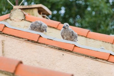 Yavru martılar kırmızı bir çatıya tünemiş. Kuşlar küçük ve tüylü ve çatıda geçirdikleri zamandan zevk alıyor gibi görünüyorlar. Huzurlu ve huzurlu bir sahne.