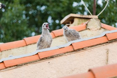 Yavru martılar kırmızı bir çatıya tünemiş. Kuşlar küçük ve tüylü ve çatıda geçirdikleri zamandan zevk alıyor gibi görünüyorlar. Huzurlu ve huzurlu bir sahne.