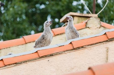 Yavru martılar kırmızı bir çatıya tünemiş. Kuşlar küçük ve tüylü ve çatıda geçirdikleri zamandan zevk alıyor gibi görünüyorlar. Huzurlu ve huzurlu bir sahne.