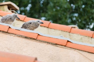 Yavru martılar kırmızı bir çatıya tünemiş. Kuşlar küçük ve tüylü ve çatıda geçirdikleri zamandan zevk alıyor gibi görünüyorlar. Huzurlu ve huzurlu bir sahne.