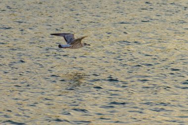 Bir martı suyun üzerinde uçuyor. Gökyüzü turuncunun güzel bir tonu ve su sakin.