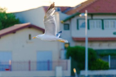 Bir martı suyun üzerinde uçuyor. Gökyüzü turuncunun güzel bir tonu ve su sakin.