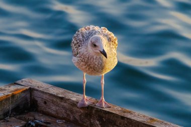 Bir martı, su kenarındaki ahşap korkulukların üzerinde duruyor. Kuş denize bakıyor gibi görünüyor, muhtemelen yiyecek arıyordur. Sahnenin huzurlu ve huzurlu bir havası var.
