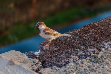 Küçük kahverengi ve beyaz bir kuş bir çıkıntıya tünemiştir. Kuş soluna bakıyor.
