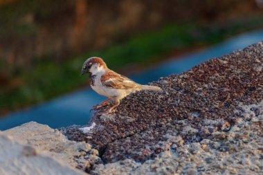 Küçük kahverengi ve beyaz bir kuş bir çıkıntıya tünemiştir. Kuş soluna bakıyor.