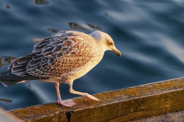 Bir martı, su kenarındaki ahşap korkulukların üzerinde duruyor. Kuş denize bakıyor gibi görünüyor, muhtemelen yiyecek arıyordur. Sahnenin huzurlu ve huzurlu bir havası var.