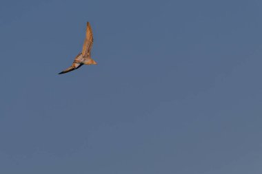 Bir martı suyun üzerinde uçuyor. Gökyüzü turuncunun güzel bir tonu ve su sakin.