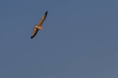 Bir martı suyun üzerinde uçuyor. Gökyüzü turuncunun güzel bir tonu ve su sakin.