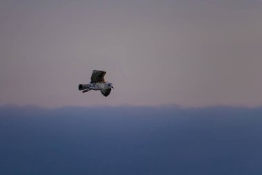 Bir martı suyun üzerinde uçuyor. Gökyüzü turuncunun güzel bir tonu ve su sakin.