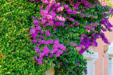 Yeşil yapraklar ve mor çiçeklerle kaplı bir duvar.