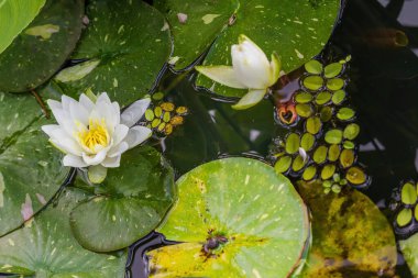 Beyaz çiçekli ve yeşil yapraklı bir gölet. Gölet suyla dolu ve çiçek üstünde yüzüyor.