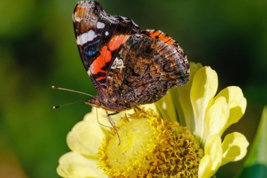 A butterfly is sitting on a yellow flower. The butterfly is brown and orange clipart