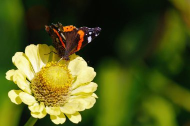 Sarı bir çiçeğin üzerinde bir kelebek oturuyor. Kelebek kahverengi ve turuncu