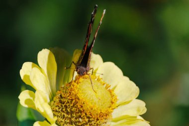 Sarı bir çiçeğin üzerinde bir kelebek oturuyor. Kelebek kahverengi ve turuncu