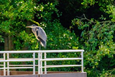 Uzun boyunlu gri balıkçıl korkulukta duruyor. Kuş sola bakıyor.