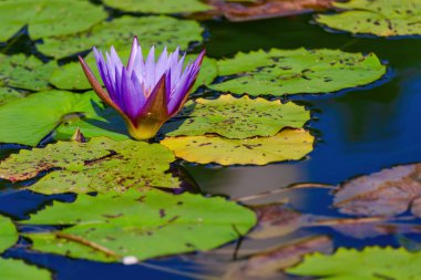 Sarı yapraklı mor bir çiçek bir gölette oturuyor. Çiçek yeşil yapraklarla çevrilidir ve su sakindir.