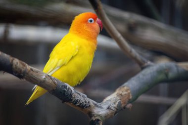 Sarı ve turuncu bir kuş bir dala tünemiştir. Kuş küçüktür ve parlak bir renge sahiptir. Balıkçılar Aşk Kuşu
