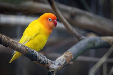 Sarı ve turuncu bir kuş bir dala tünemiştir. Kuş küçüktür ve parlak bir renge sahiptir. Balıkçılar Aşk Kuşu