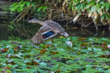 Bir ördek yeşil yapraklı bir göletin üzerinde uçuyor. Ördek havada ve başı yukarıda.