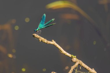 Yeşil bir yusufçuk bir dala tünemiş. Yusufçuk sakince dalın üzerinde dinlenirken, bu görüntünün huzurlu ve huzurlu bir havası var.
